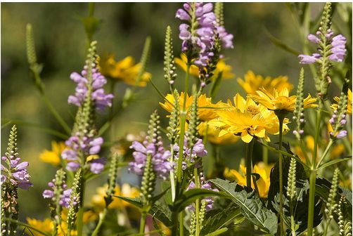flower in garden with greens and yellow flowers.JPG