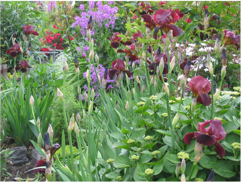 flower match garden patch.JPG