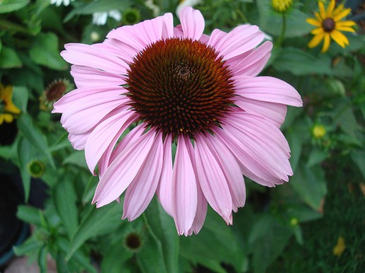 picture of unique daisy flower.jpg
