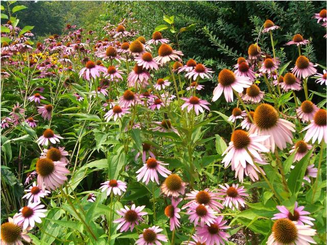 flowers and gardens.JPG