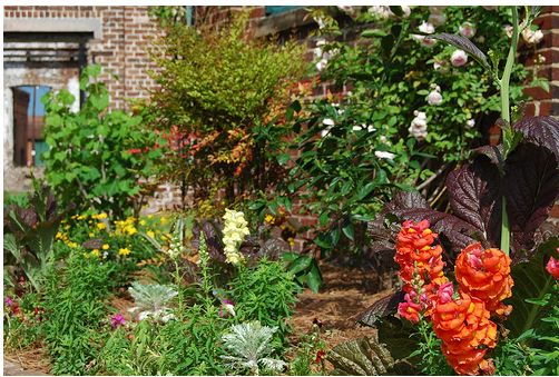 flowers for a garden.JPG