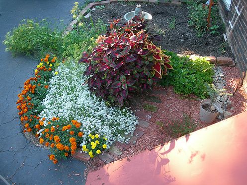 flowers for cutting garden.JPG