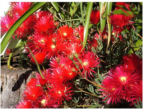 flowers for garden with bright red flowers.JPG