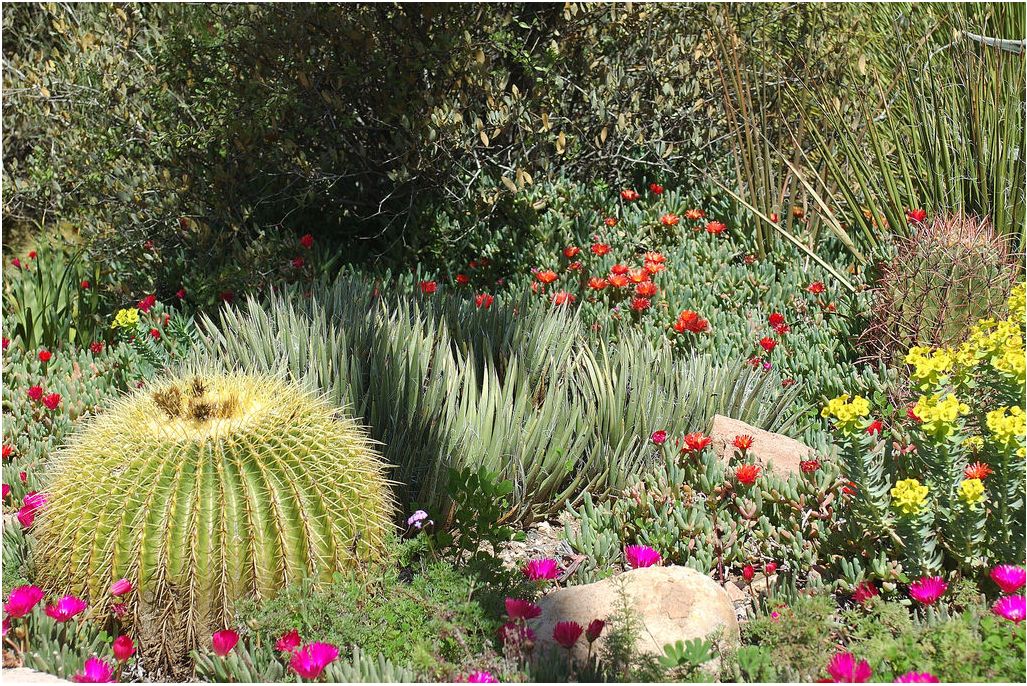 flowers in a garden.JPG