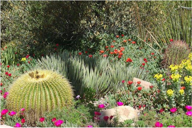 flowers in a garden.JPG