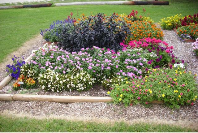 flowers in my garden.JPG