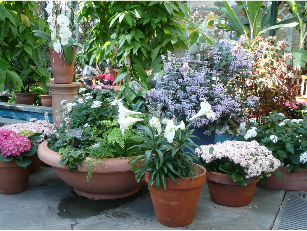 Flowers in planters at US Botanic Garden.JPG