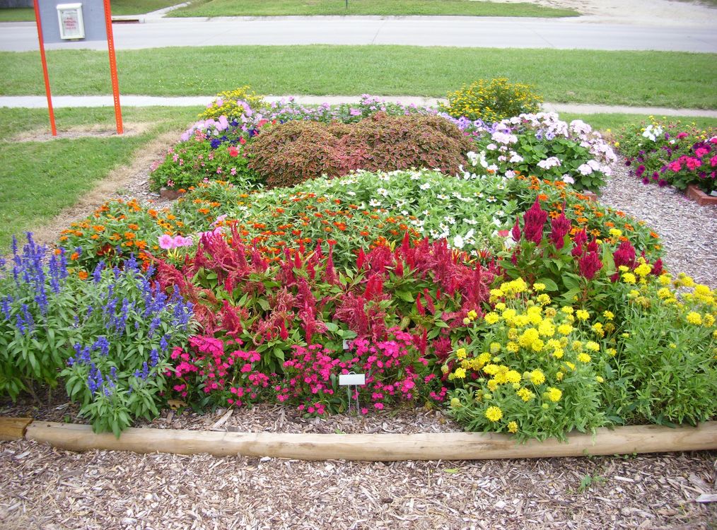 flowers to plant in garden.JPG