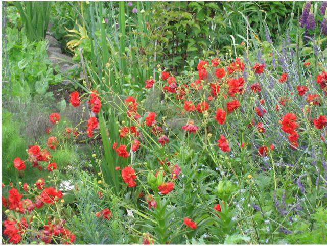 garden flower types.JPG
