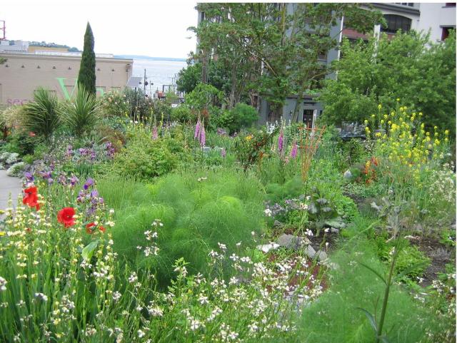 garden flowers to plant.JPG