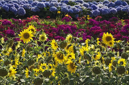 garden gate flowers.JPG