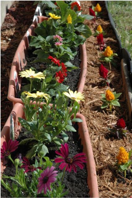 garden of flowers.JPG