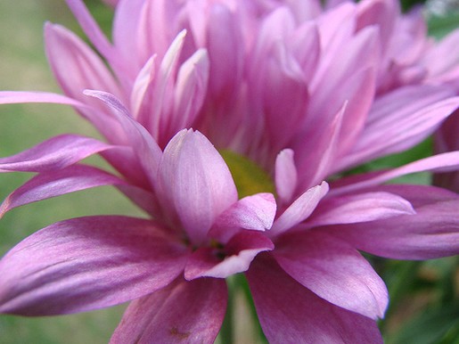 picture of light purple daisy.jpg