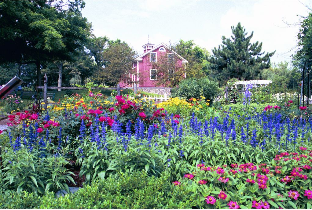garden plants flowers with blue and pink flowers.JPG