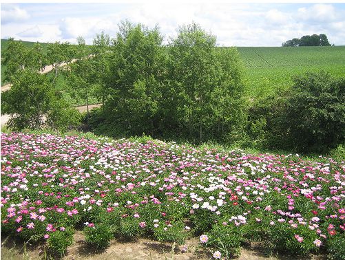 gardening flowers.JPG