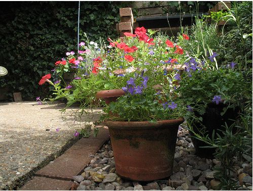 gardening flowers in beautiful plants.JPG