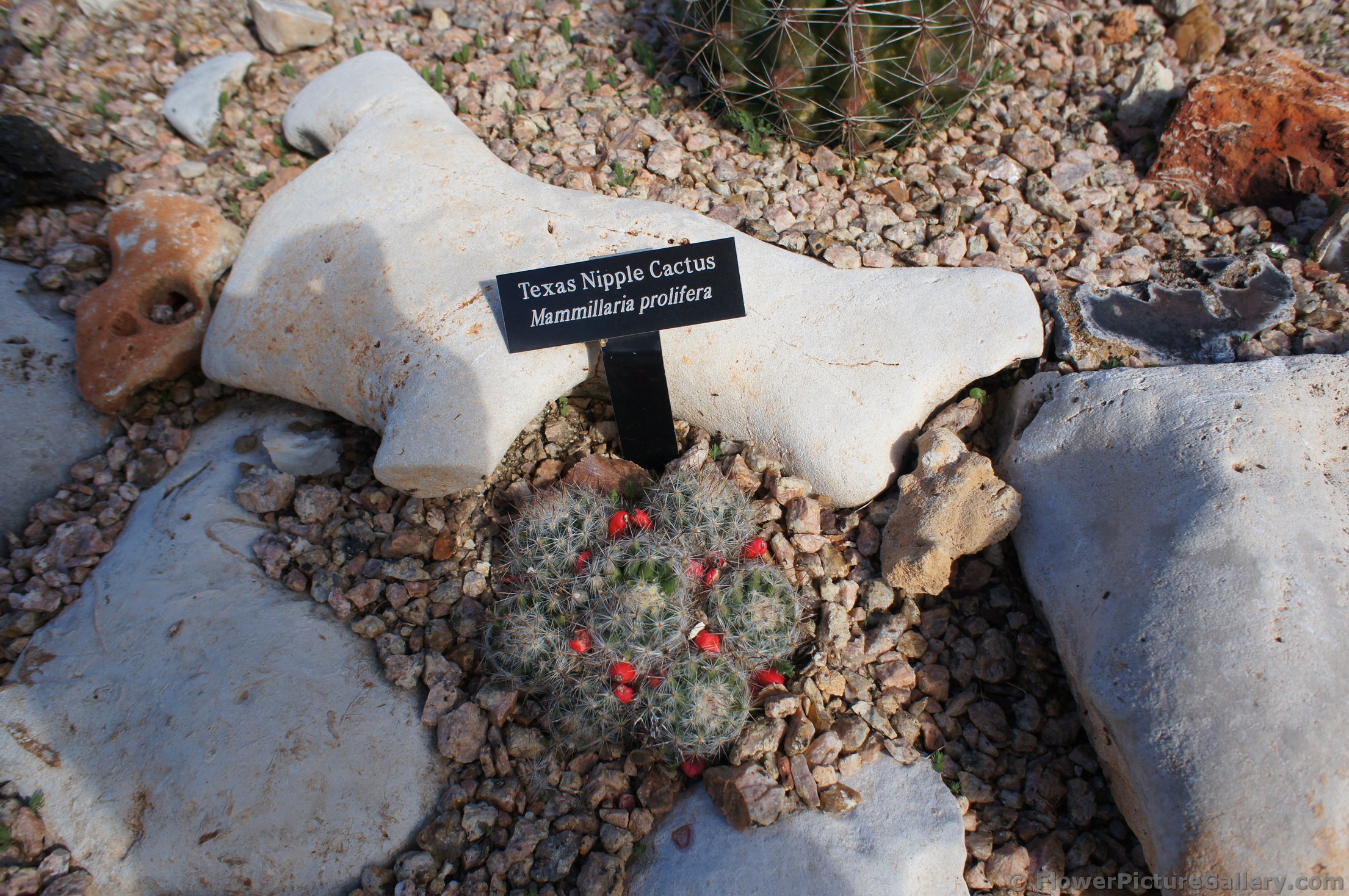 Texas Nipple Cactus.jpg