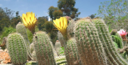 Cactus Plants & Flowers