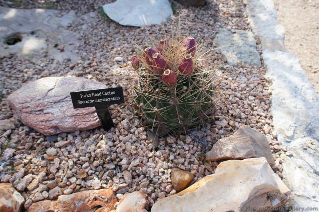 Turks Head Cactus.jpg