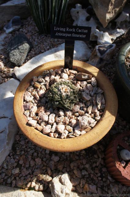 Living Rock Cactus.jpg