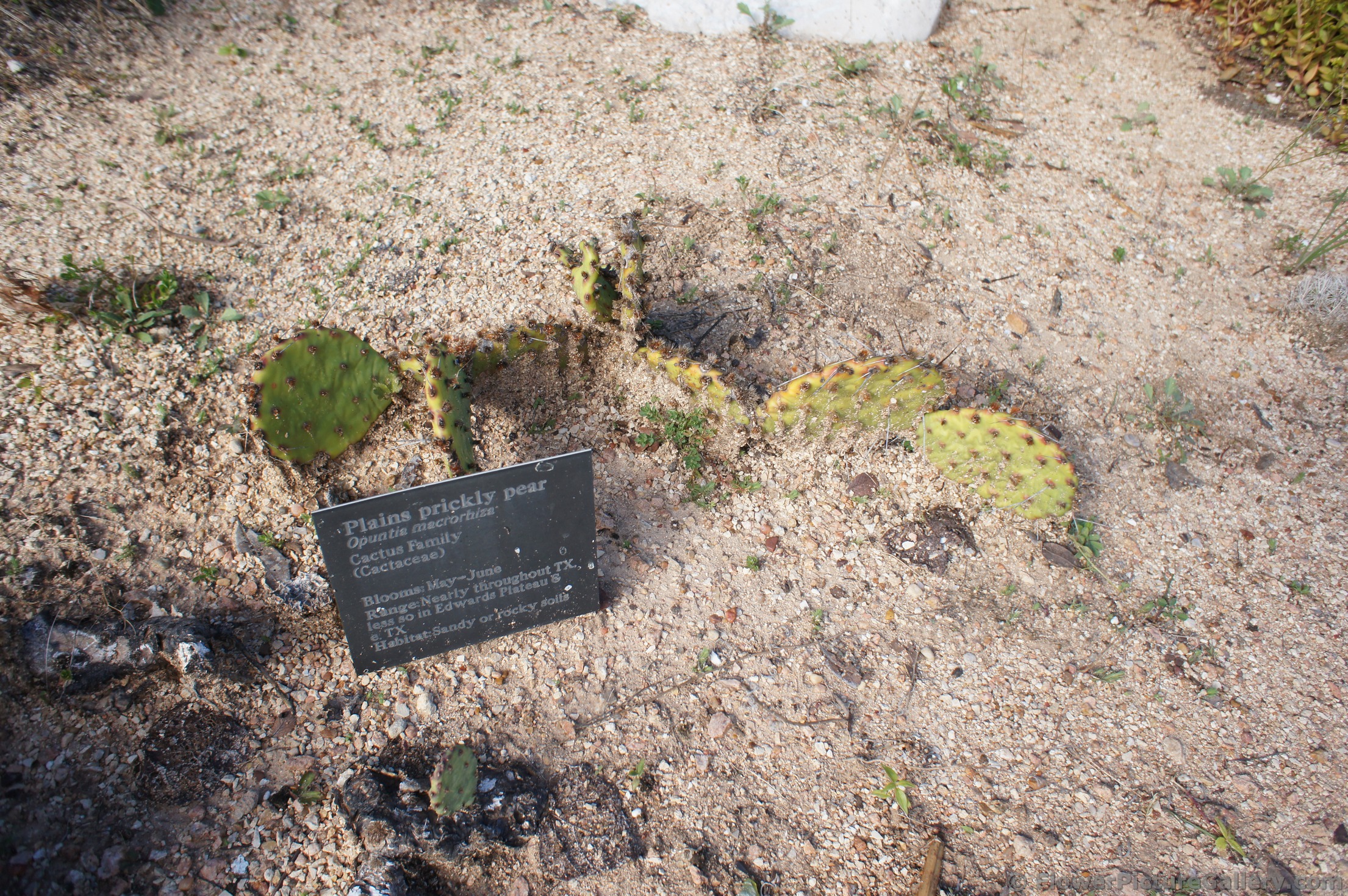 Plains Prickly Pear Cactus.jpg