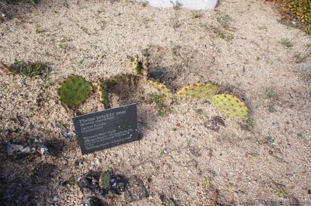 Plains Prickly Pear Cactus.jpg