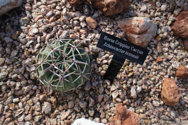 Horse Cripper Cactus.jpg