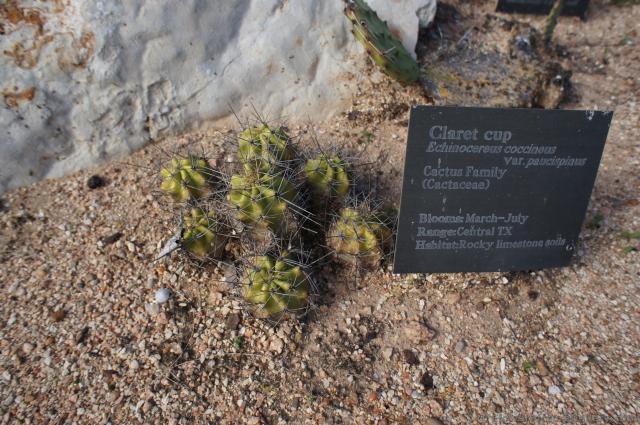 Group of 7 Claret Cup Cactus.jpg