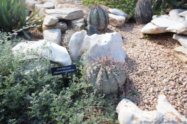 Devils Head Cactus.jpg