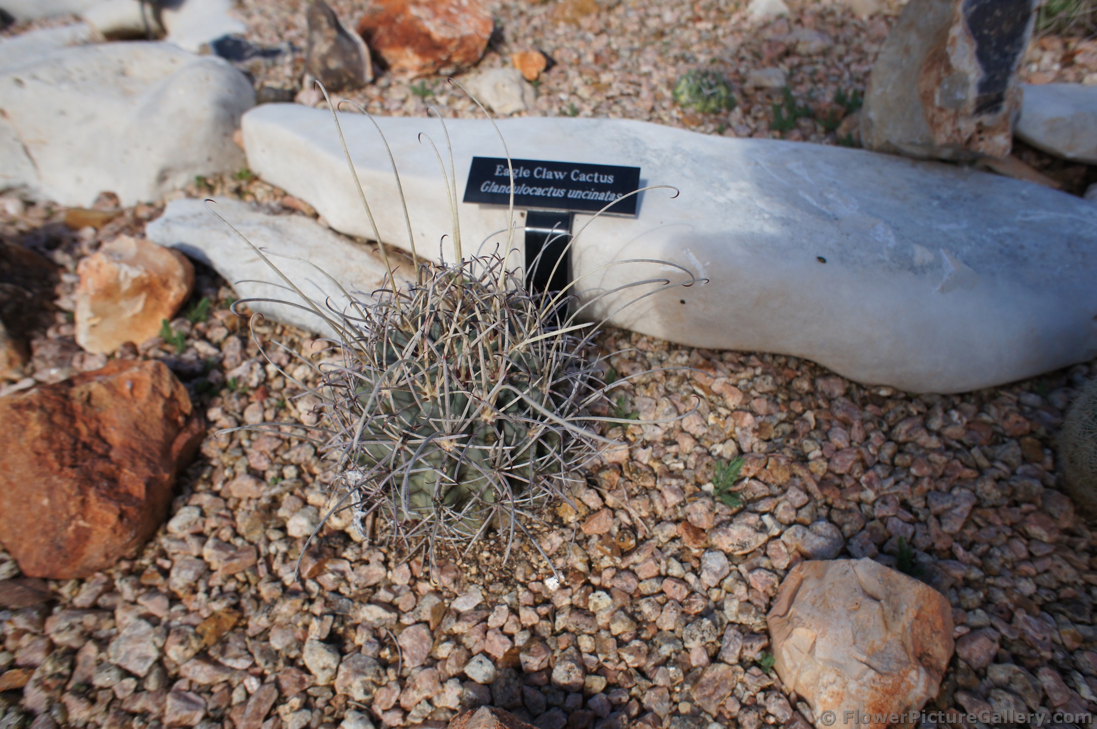 Eagle Claw Cactus.jpg