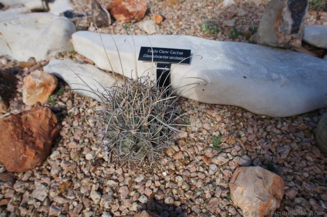 Eagle Claw Cactus.jpg