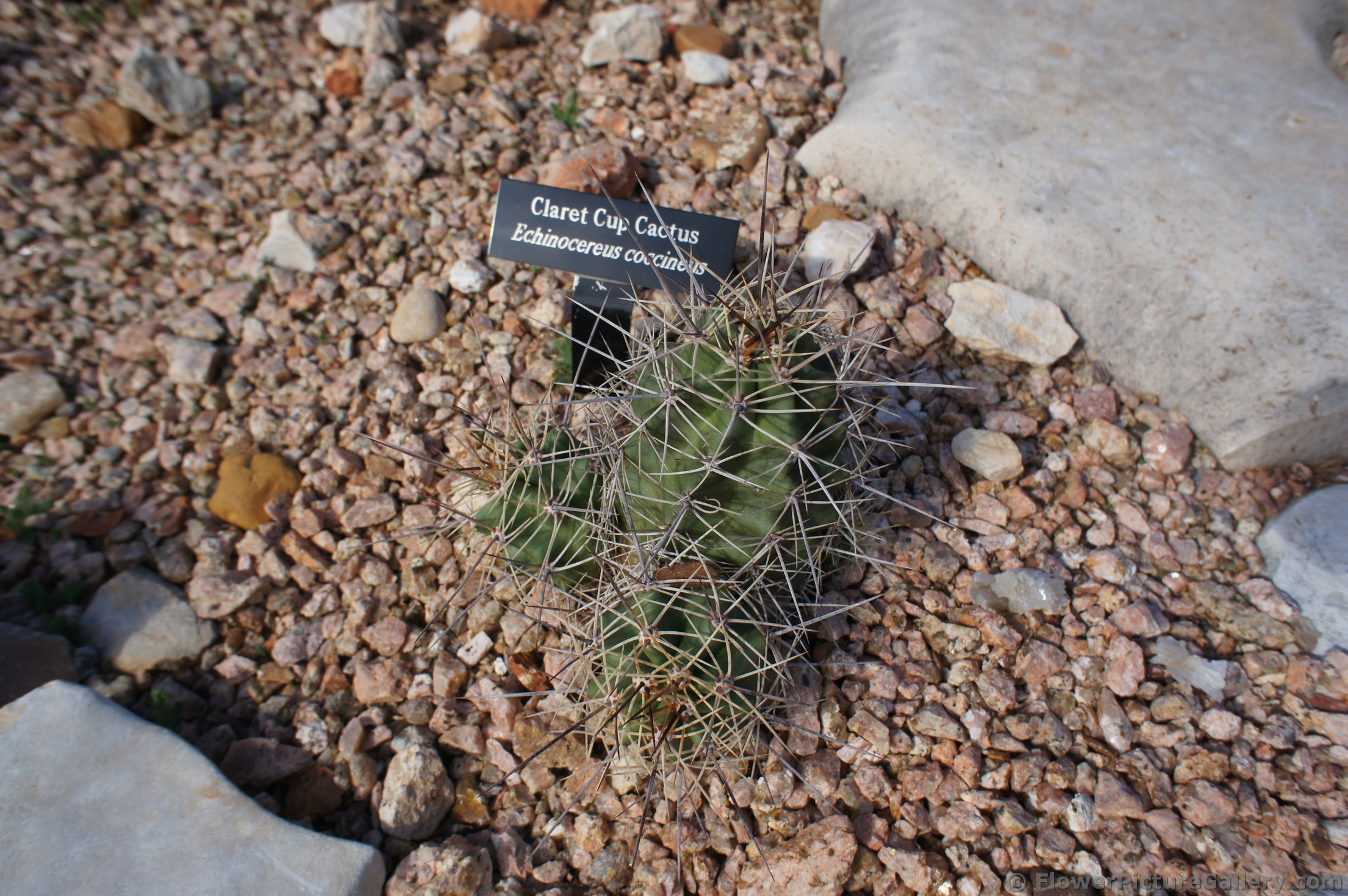 Claret Cup Cactus.jpg