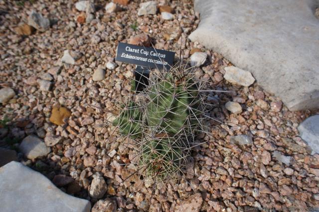 Claret Cup Cactus.jpg