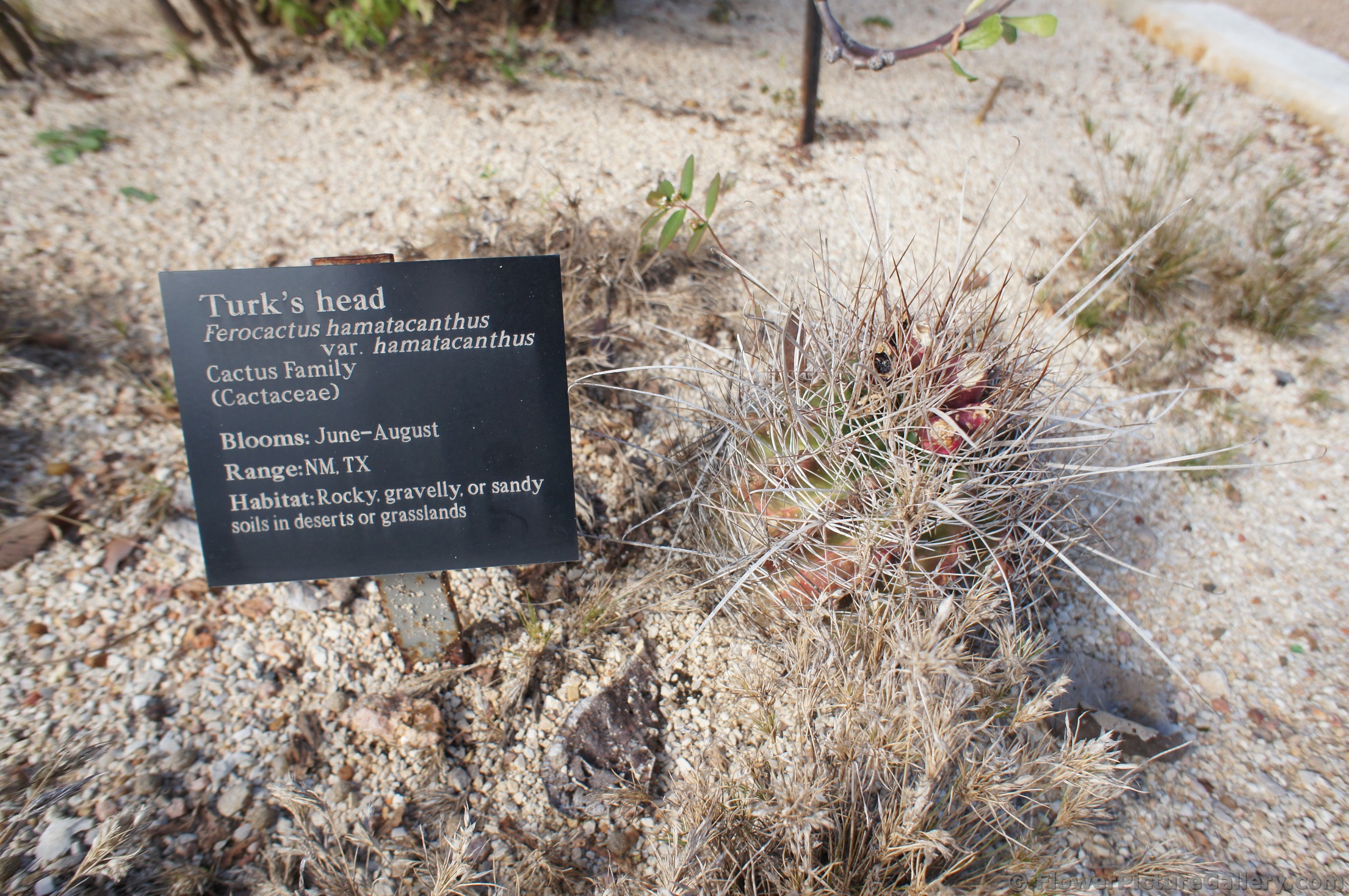 Turk's Head Feroacactus hamatacanthus Cactus.jpg