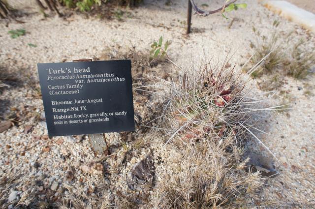 Turk's Head Feroacactus hamatacanthus Cactus.jpg
