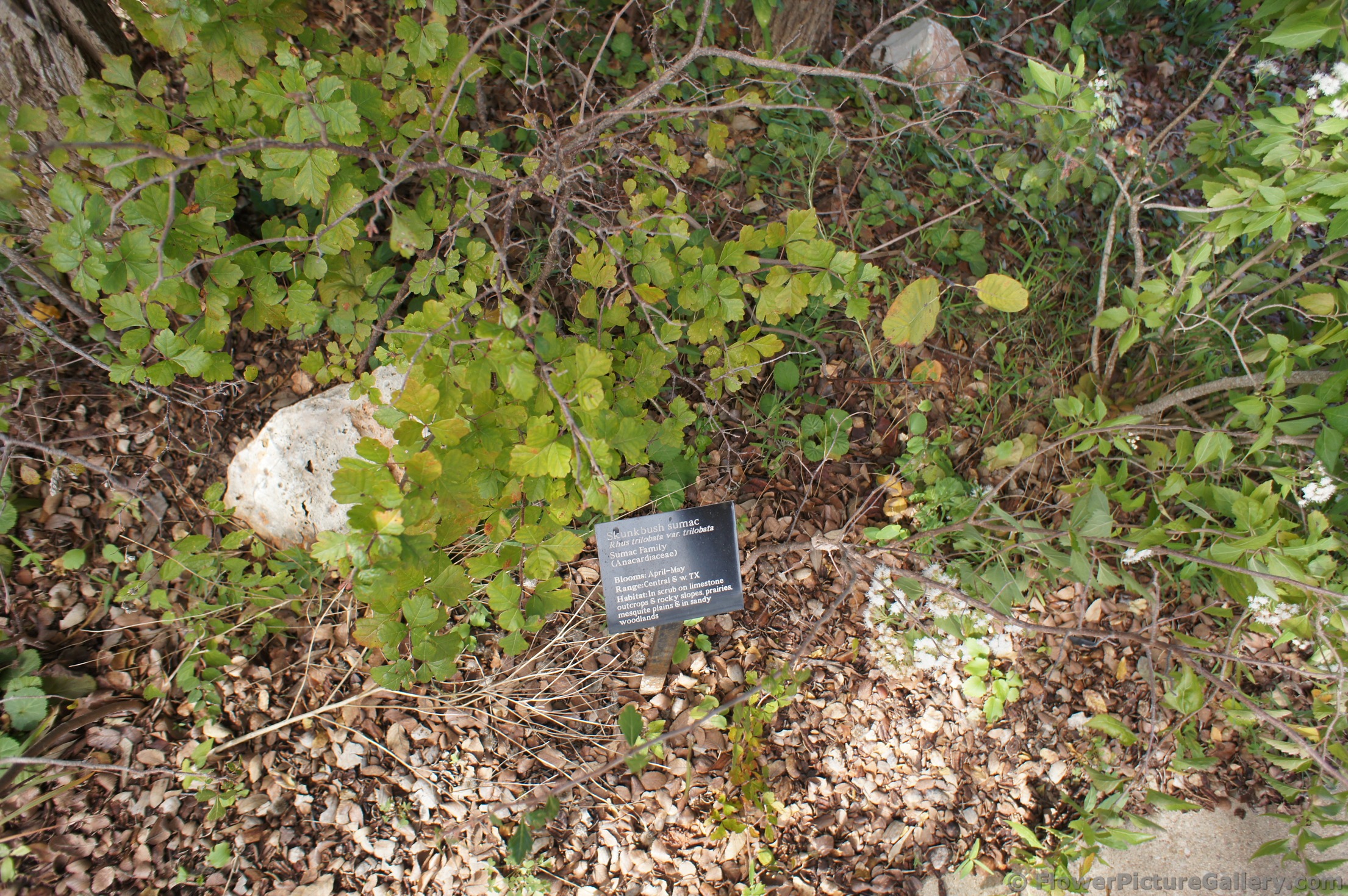 Skunkbush sumac plant at Lady Bird Johnson Wildflower Center.jpg