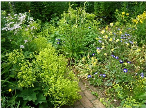 Hidcote Manor Garden with greens and blue flowers.JPG