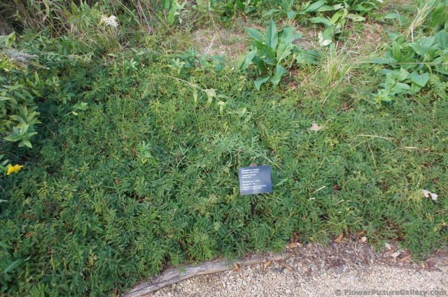 Sensitive briar Mimosa roemeriana plant at Lady Bird Johnson Wildflower Center.jpg