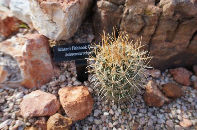 Scheer's Fishhook Cactus.jpg