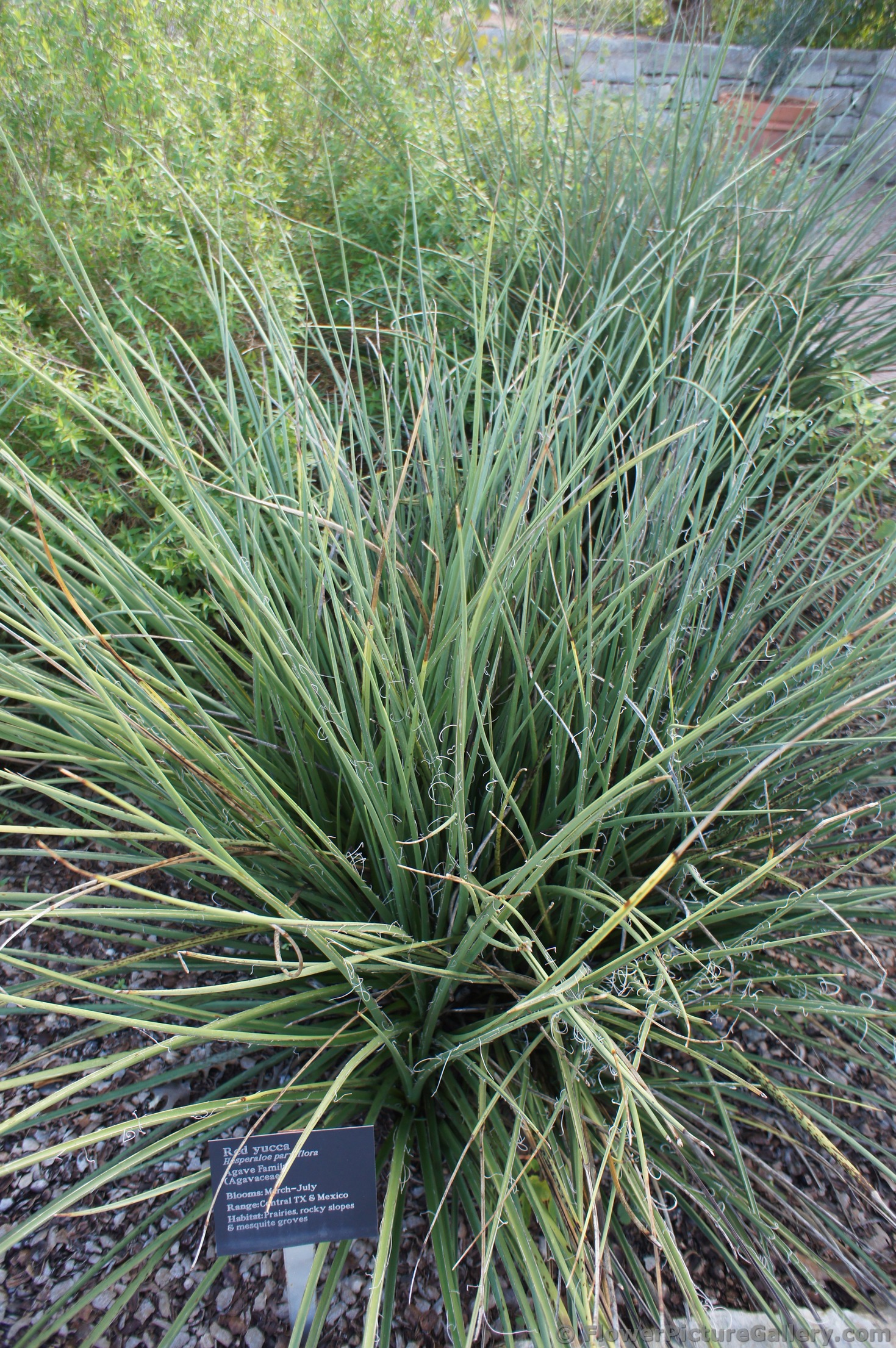 Red Yucca at Lady Bird Johnson Wildflower Center.jpg