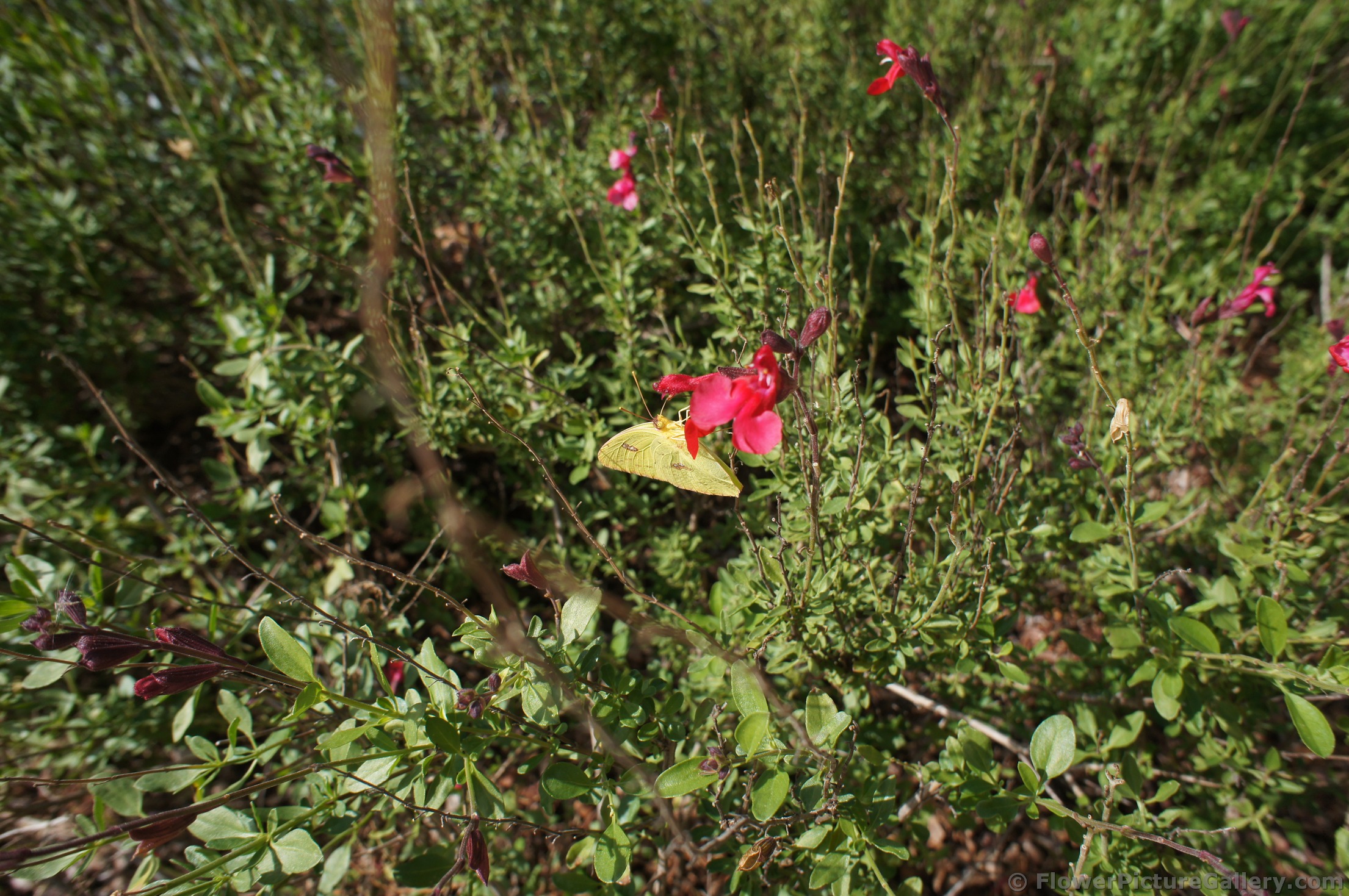 Red Autumn Sage flower at Lady Bird Johnson Wildflower Center.jpg