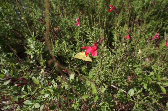 Red Autumn Sage flower at Lady Bird Johnson Wildflower Center.jpg