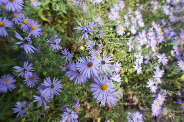 Purple Fall Aster flowers at Lady Bird Johnson Wildflower Center.jpg