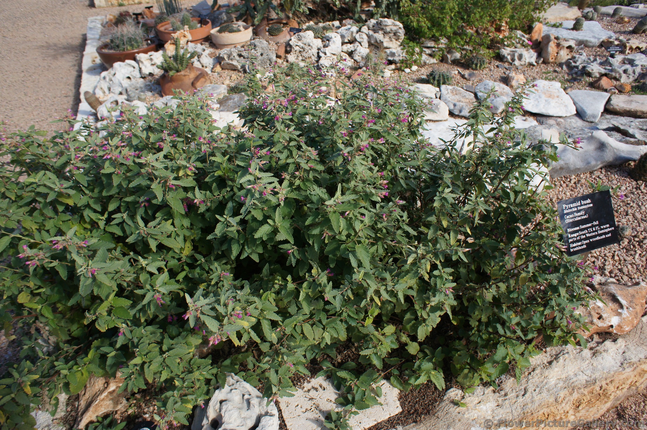 Pyramid Bush Melochia tomentosa at Lady Bird Johnson Wildflower Center.jpg