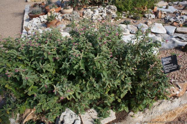Pyramid Bush Melochia tomentosa at Lady Bird Johnson Wildflower Center.jpg