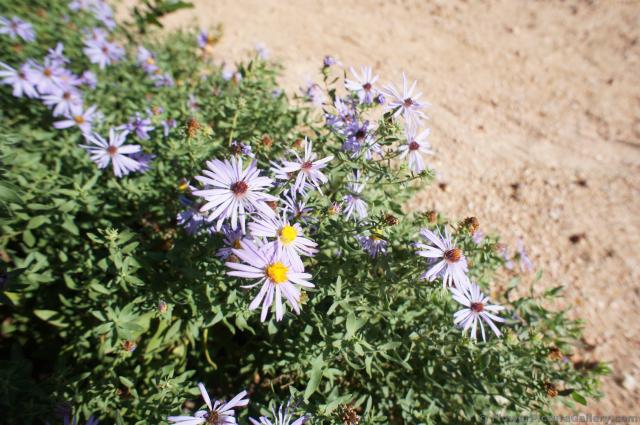 Purple Fall Aster Flower at Lady Bird Johnson Wildflower Center.jpg