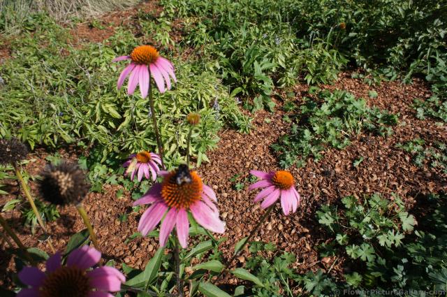 Purple Coneflower Echinacea Purpurea at Lady Bird Johnson Wildflower Center.jpg