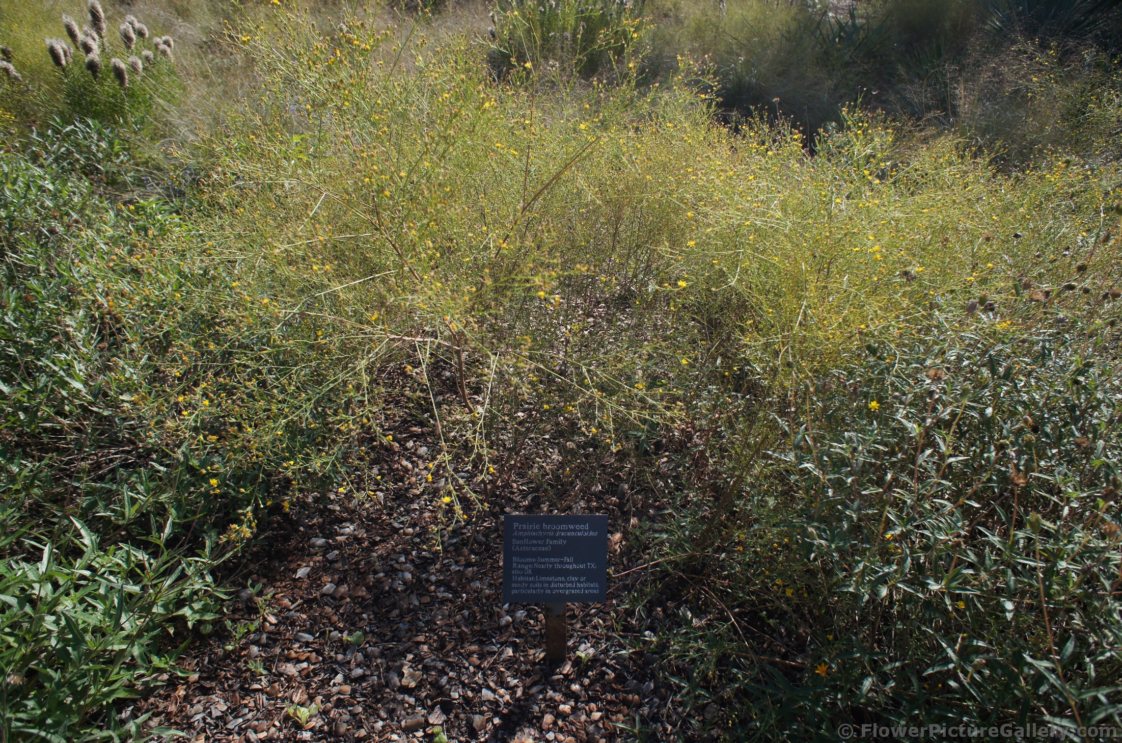 Prairie Broomweed Amphiachyris dracunculoidos at Lady Bird Johnson Wildflower Center.jpg