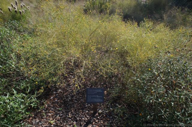 Prairie Broomweed Amphiachyris dracunculoidos at Lady Bird Johnson Wildflower Center.jpg