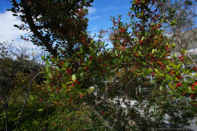 Possumhaw with red berries at Lady Bird Johnson Wildflower Center.jpg